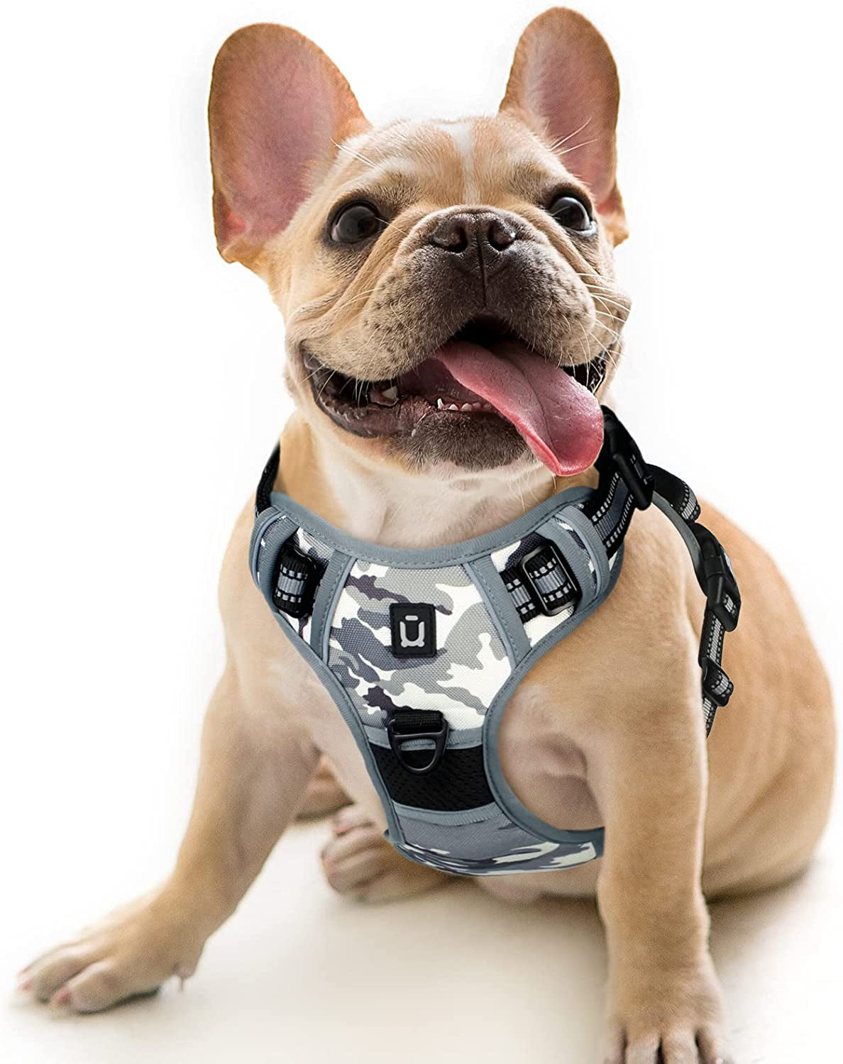 Dog Harness & More